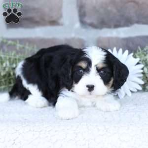 Amber, Cavapoo Puppy